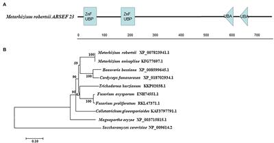 The Deubiquitinating Enzyme MrUbp14 Is Involved in Conidiation, Stress Response, and Pathogenicity in Metarhizium robertsii